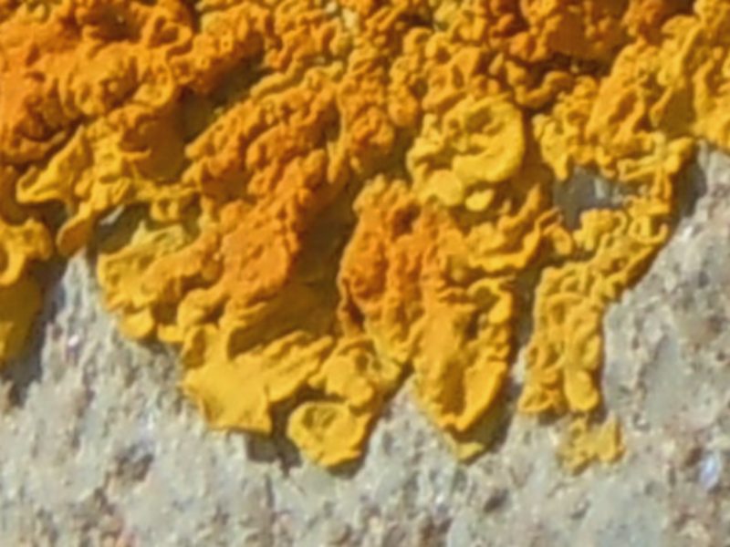 .....dall''Isola di San Pietro